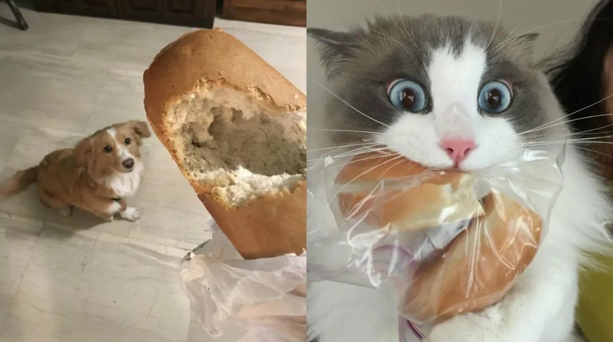 Человек который ворует животных. Кот ворует еду. коты воруют еду. мем кот ворует еду. животные воруют еду.