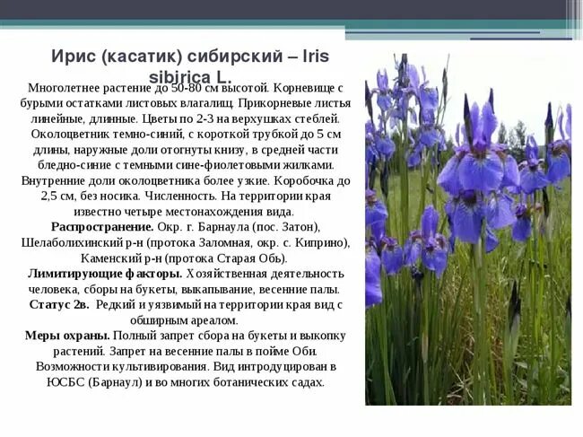 Все команды ириса