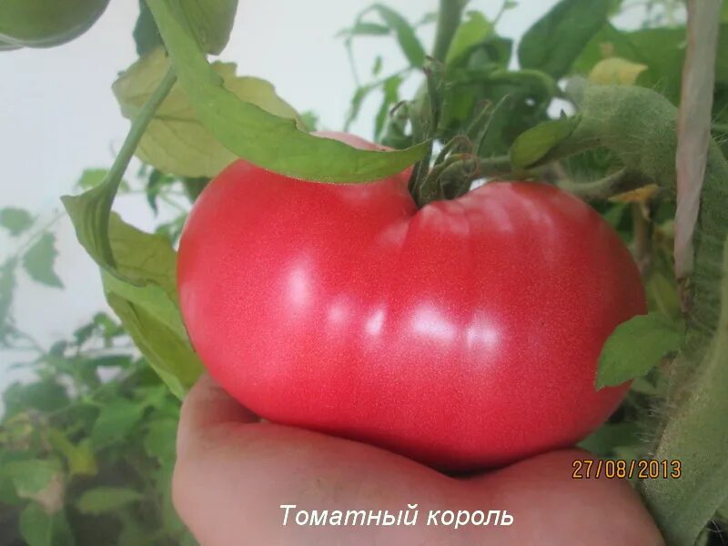 Томат розовый король. Томат Король ранних. Томат любимый Король ®. Томат Сибирские шаньги. Помидор томатный Король.