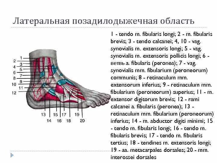 Нервы голеностопа. Нервы голеностопа