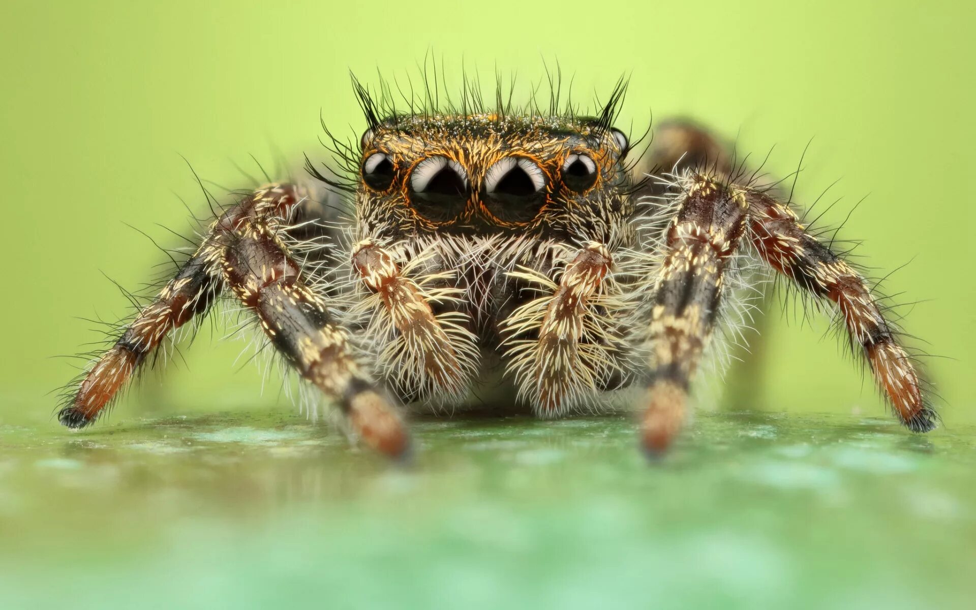 Мохнатый коричневый паук. Phidippus Adumbratus. Пушистый паук. Волосатый паук. Лапки паучков