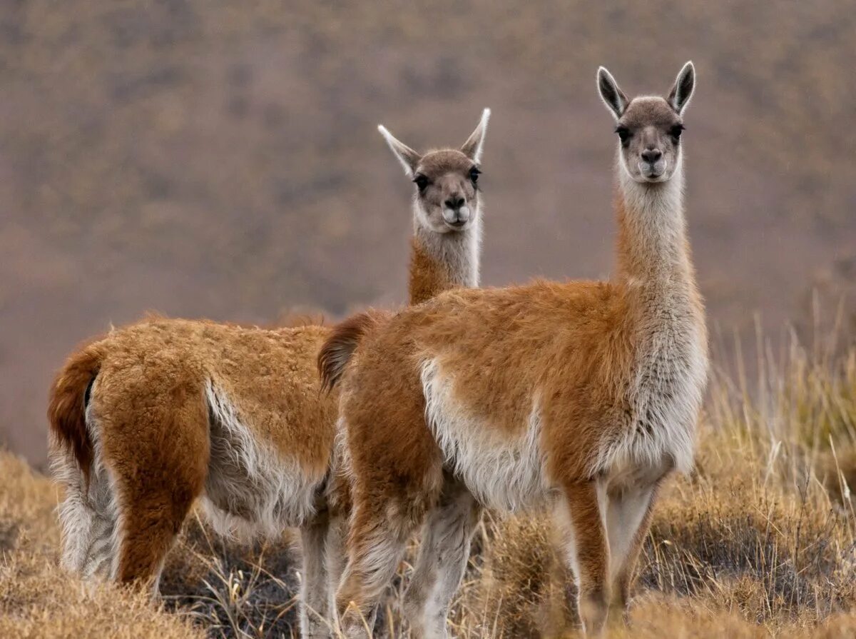 Лама животное описание. Лама на каком материке. Лама гуанако в южной америке. Альпака и лошадь. Ламы в южной америке на карте.