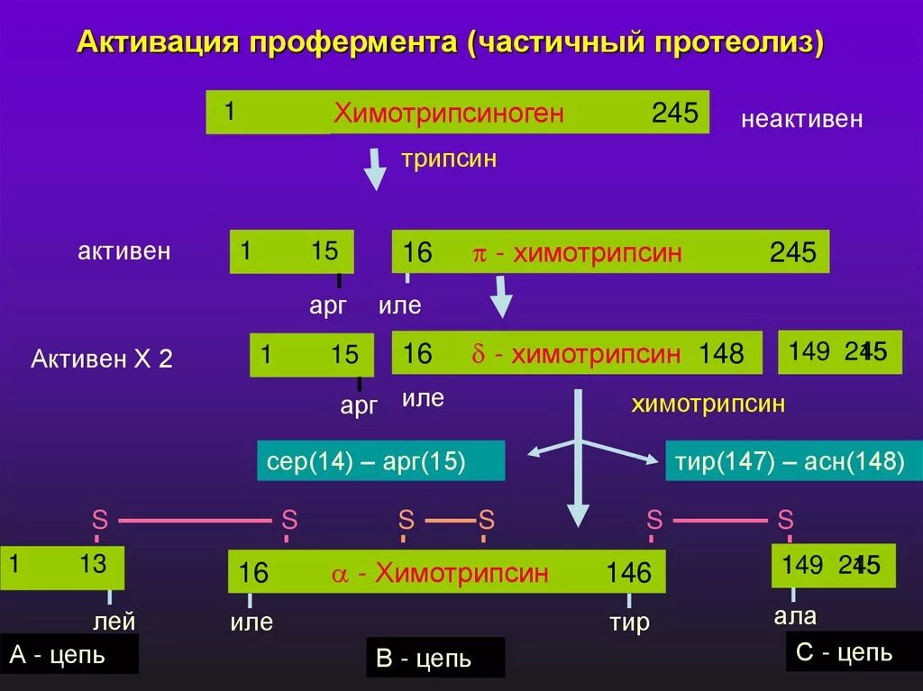 Ферменты введение. Активаторы ферментов частичный протеолиз. Активация ферментов путем ограниченного протеолиза. Активация химотрипсиногена. Активация ферментов путем частичного протеолиза.