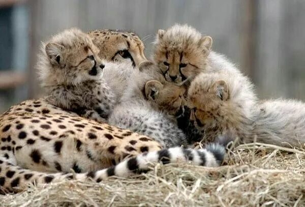 An unlikely friendship between two species turns into a BFF! Animals friendship,