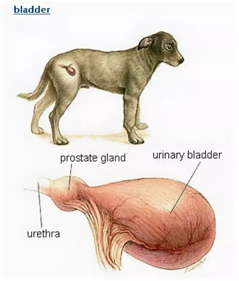 Мочевой пузырь собаки анатомия. Мочевой пузырь у собаки расположение. Анатомия мочевого у собаки. Части мочевого пузыря анатомия собаки. Операция мочевой пузырь собака