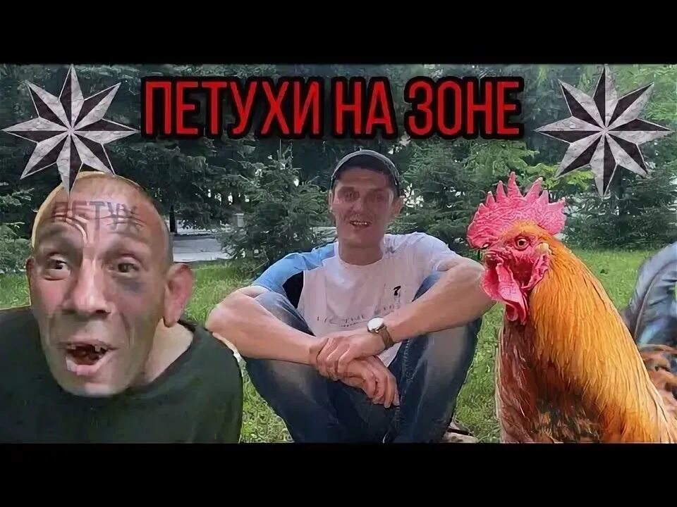 Петух на зоне видео