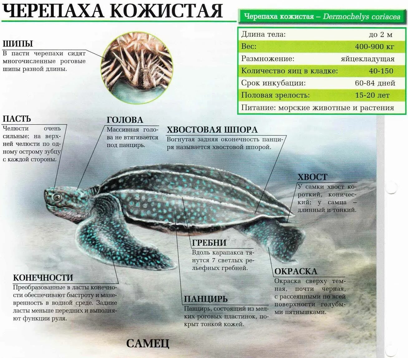 Черепахи особенности строения и представители. Строение кожистой черепахи. Кожистая морская черепаха. Кожистая черепаха анатомия. Кожистая черепаха внешнее строение.