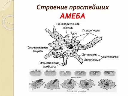 Клеточный рот амебы