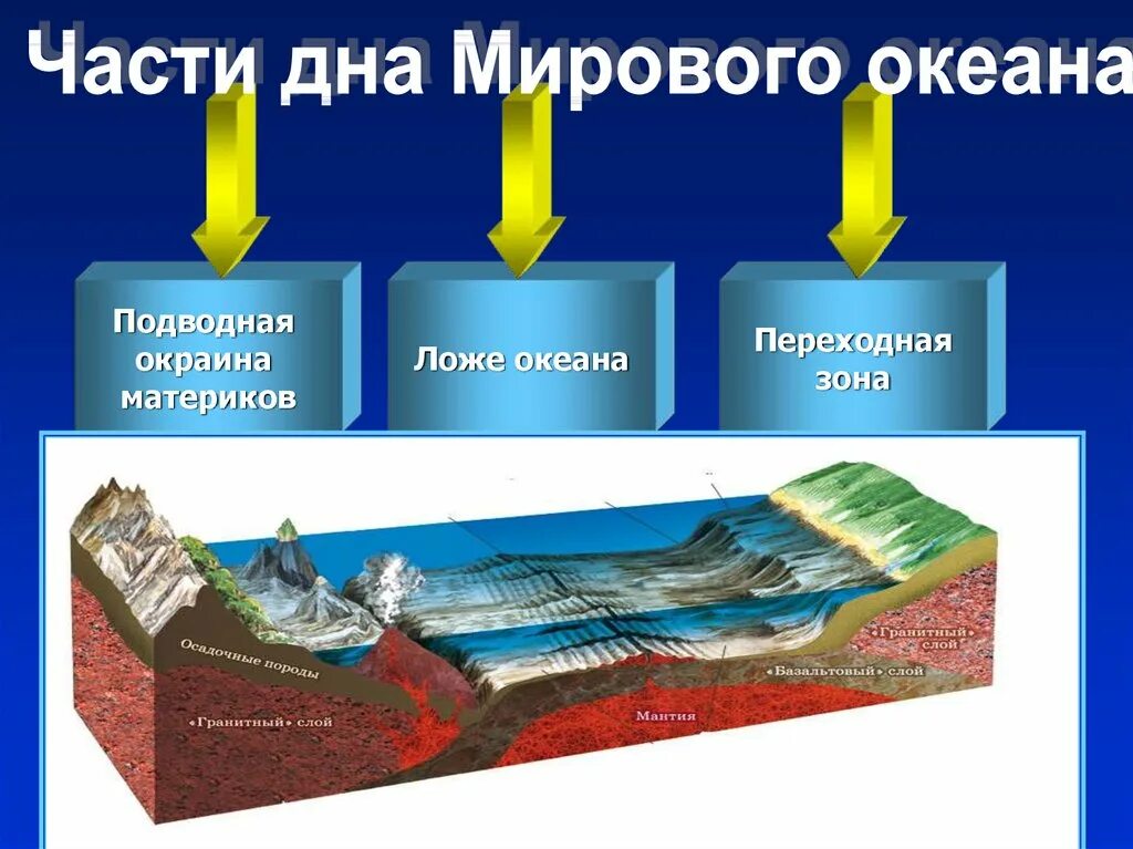 Дно океана география. Переходная зона рельефа дна мирового океана. Рельеф дна океана 5 класс география. Три основные части мирового океана. Ложе мирового океана.