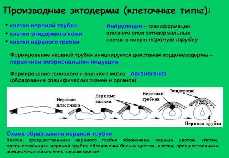 Спинной мозг из эктодермы. Производные эктодермы производные энтодермы производные мезодермы. Производные нервной трубки. Производные кожной эктодермы. Слои нервной трубки и их производные.