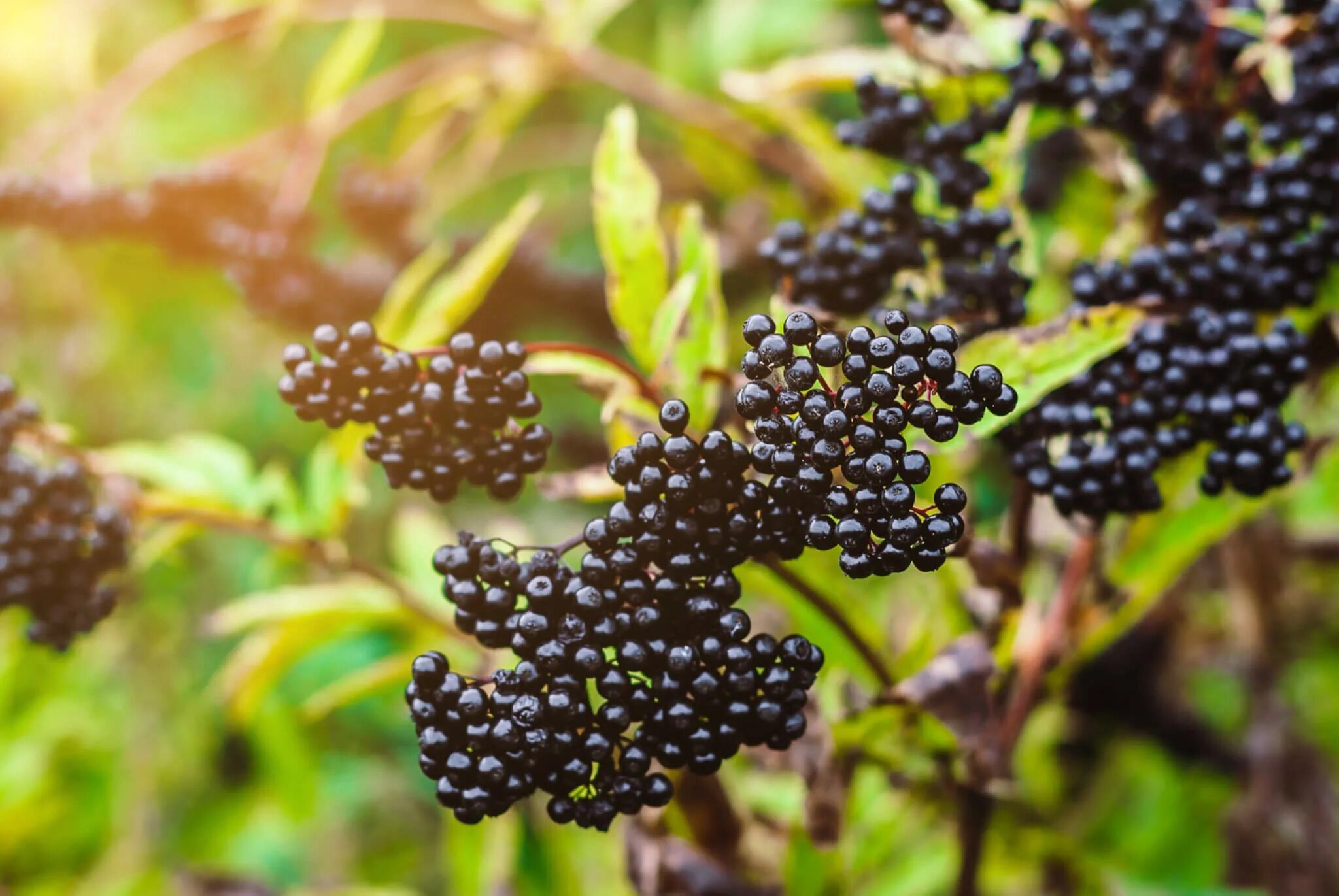 Бузина черноплодная. Elderberry. Бузина ведьмина ягода. Elderberry. Бузина черноплодная.