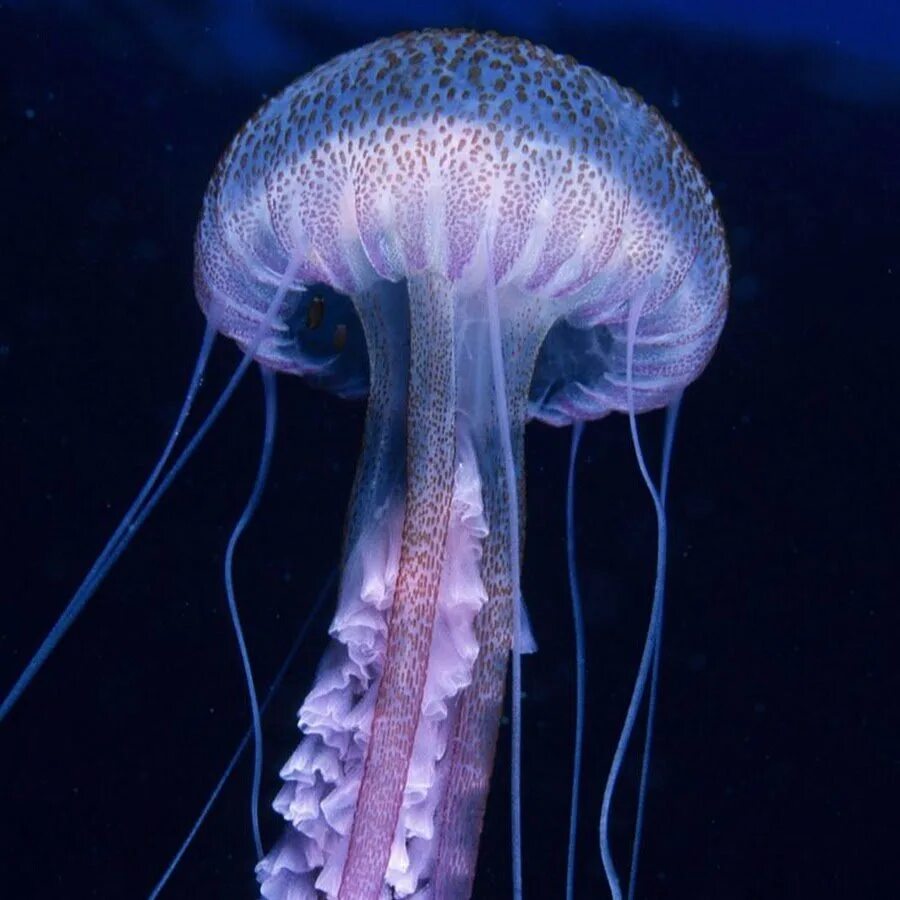 Сцифоидные медузы укус. Медуза cyanea lamarckii. Scyphozoa сцифоидные медузы. Жало медузы. Жало медузы.