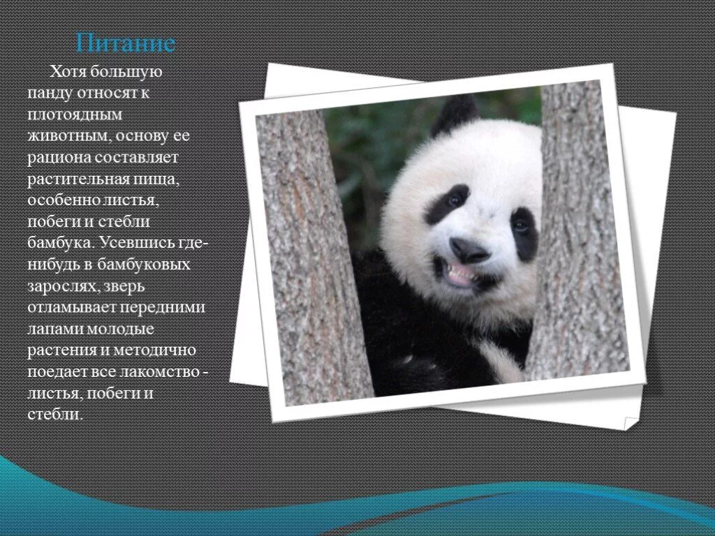 Большая панда катюша. Сообщение о панде. Презентация на тему Панда. Панда красная книга. Проект про панду.
