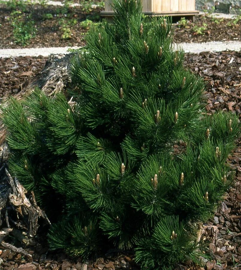 Pinus heldreichii