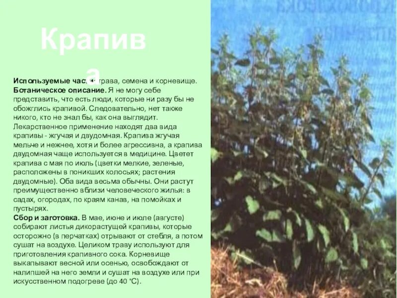 Крапива и розовый куст смысл притчи. Крапива информация для травника. описание крапивы для травника. крапива жгучая описание. части корневища крапивы.