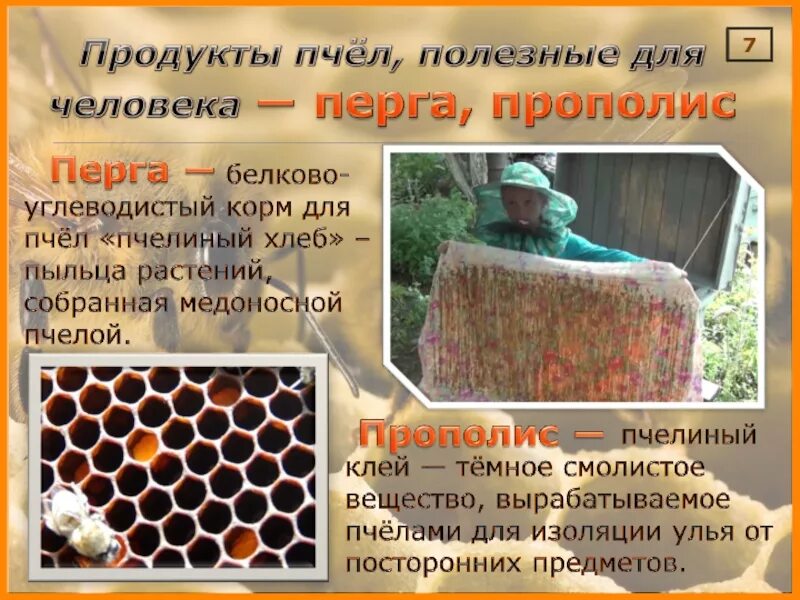 Человек как пчел называется. Человек как пчел называется