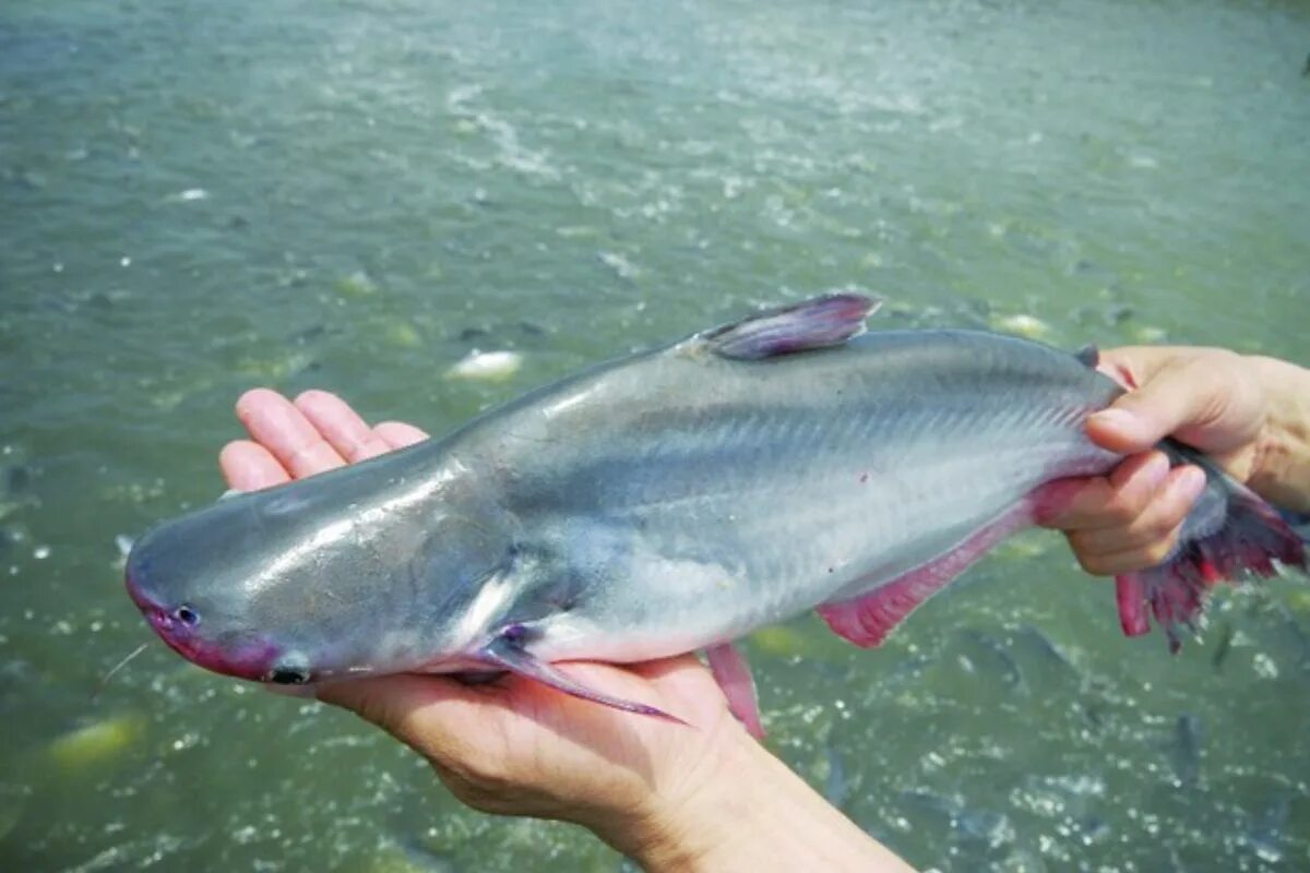 Пангасиус что за рыба можно. Pangasius рыба. Пангасиус Черноморский. Пангасиус Речной. Пангасиус розовый.