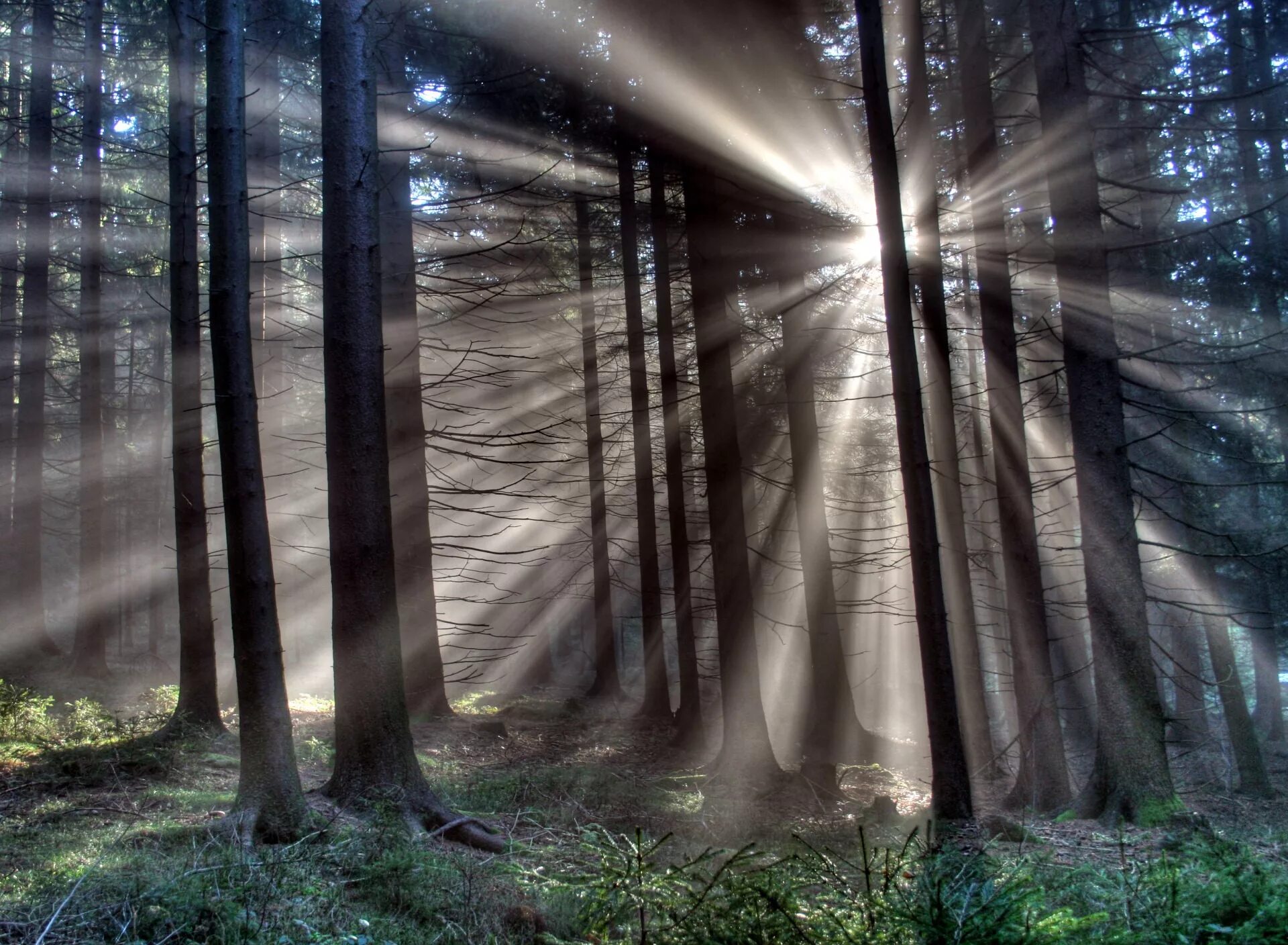 Игры лучи света. Свет в лесу. Мрачный лес. Лучи солнца в лесу. Свет сквозь деревья в лесу.