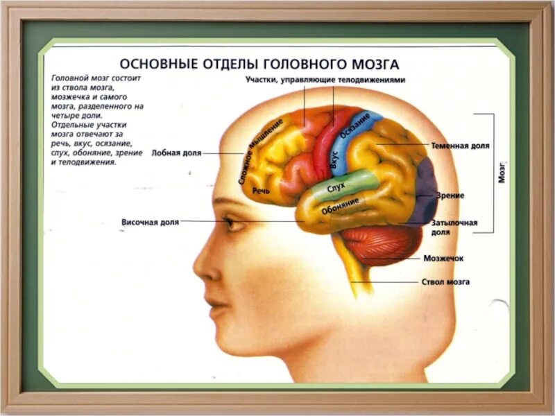 В какой части головного мозга. Строение головного мозга. Отделы и части головного мозга. Изображение головного мозга человека. Основные отделы мозга.