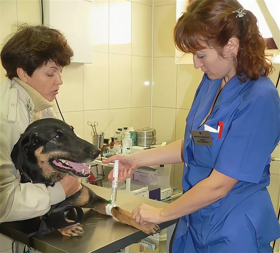 Русские ветеринары. Ветеринарный врач. Ветеринария в России. Ветеринарная операция.