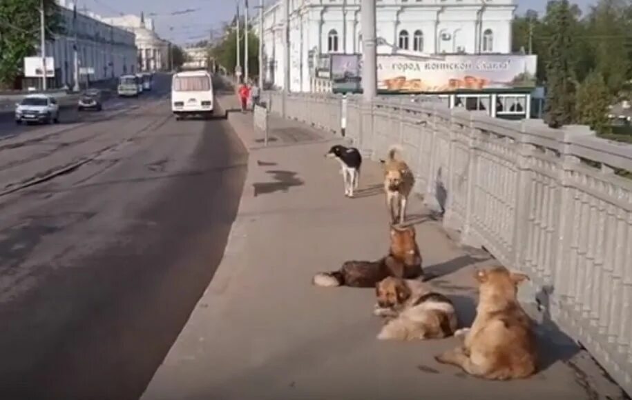 Орел поступи. Бездомные собаки в городе. Собаки в Орле. Бродячие собаки в городе.