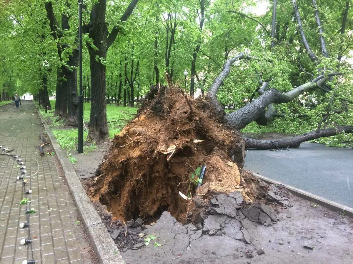 Ветер в москве деревья. Ураган в Москве. Упавшее дерево с корнем. С корнями вырывают деревья в Москве. С корнями выдирают деревья в Москве.