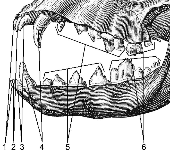 Резцы клыки премоляры моляры. Зубная система млекопитающих анатомия. Зубы клыки резцы коренные животных. Премоляры моляры у коровы. Особенности строения зубной системы парнокопытных