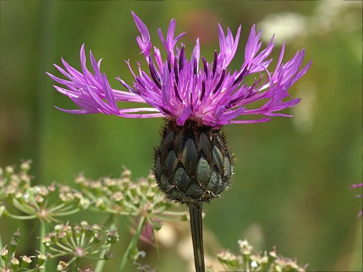 Василёк шероховатый Centaurea Scabiosa. Василёк Донской (Centaurea tanaitica Klok.). Медонос Василек шероховатый. Василёк Боровой.