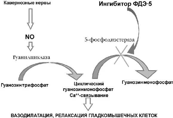 Ингибиторов фдэ 5 типа. Ингибиторы фдэ-5 механизм действия. ингибиторы фдэ 4 механизм. ингибиторы фосфодиэстеразы 5 механизм действия. блокаторы фдэ механизм действия.