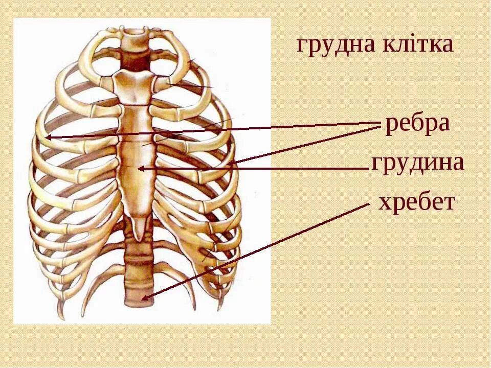 Сколько в ребре воды. Строение ребра. Ребра человека анатомия. Грудная клетка ребра. Строение грудной клетки.