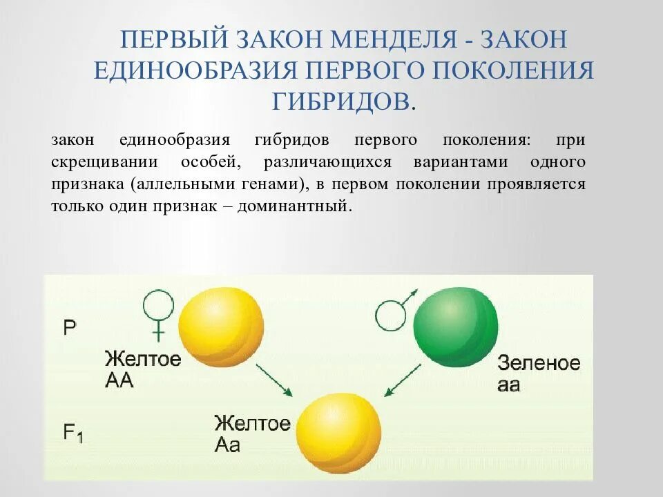 Гибриды второго поколения. 1 Закона Менделя закон единообразия гибридов первого поколения. Закон единообразия 1 закон Менделя. Первый закон Менделя о единообразии гибридов первого поколения. 1 Закон Менделя закон единообразия гибридов 1 поколения.