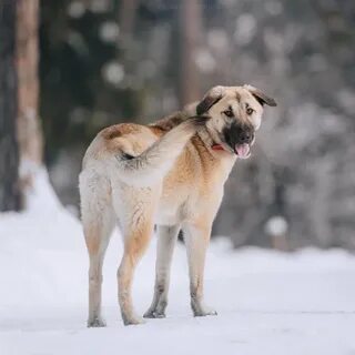 Крупная собака в добрые руки
