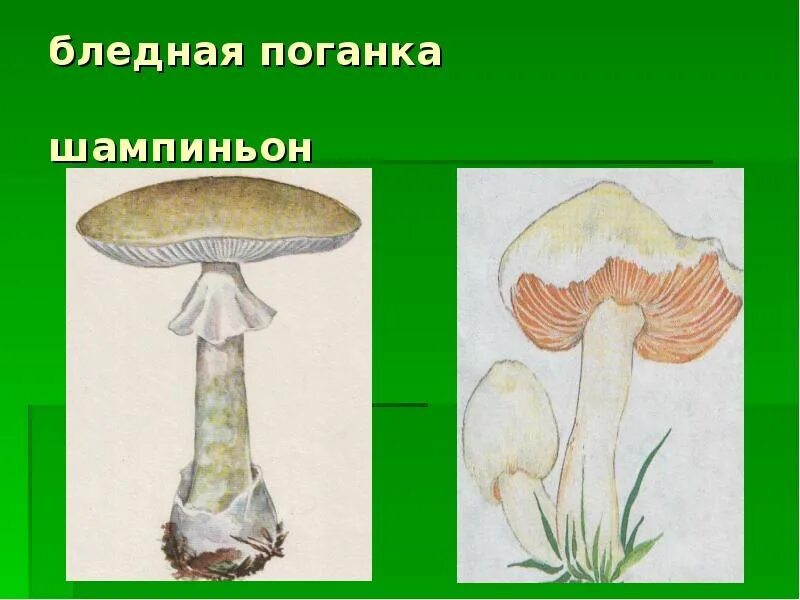 Бледная поганка и шампиньон. Бледная поганка строение гриба. Шампиньон или бледная поганка. Грибы двойники шампиньон и бледная поганка. Коварные двойники сходства и различия