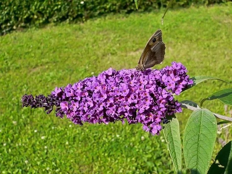 Сирень правило. Буддлея Давида бордер Бьюти. Буддлея Давида "Wisteria Lane". Буддлея Давида "Африкан куин". Буддлея Роял.