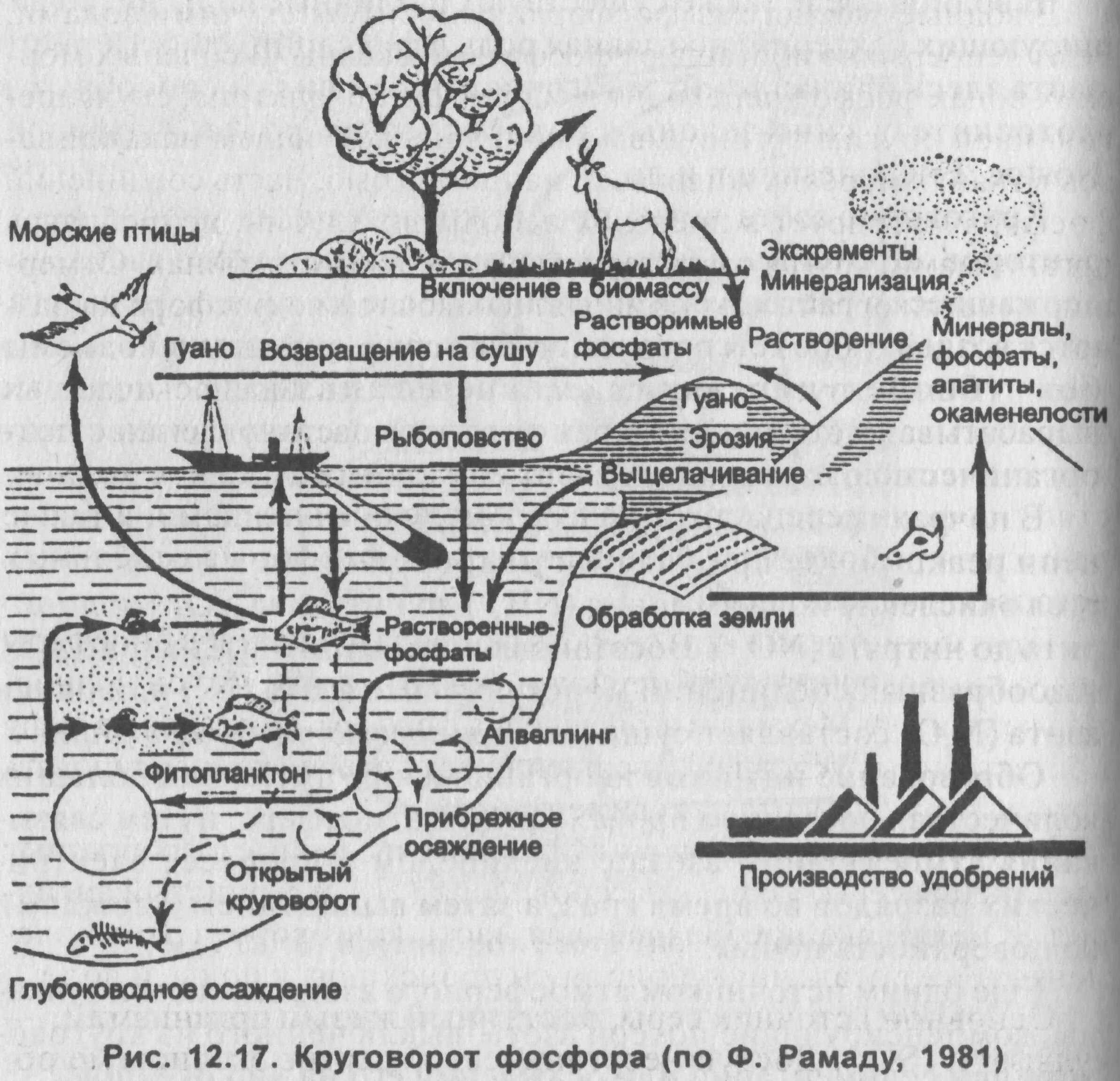 Круговорот фосфора (по ф. Рамаду, 1981). Схема круговорота фосфора в природе по ф. Рамаду, 1981. Круговорот фосфора в биосфере схема. Круговорот веществ в биосфере фосфор. Грибы включаясь в круговорот веществ в биосфере