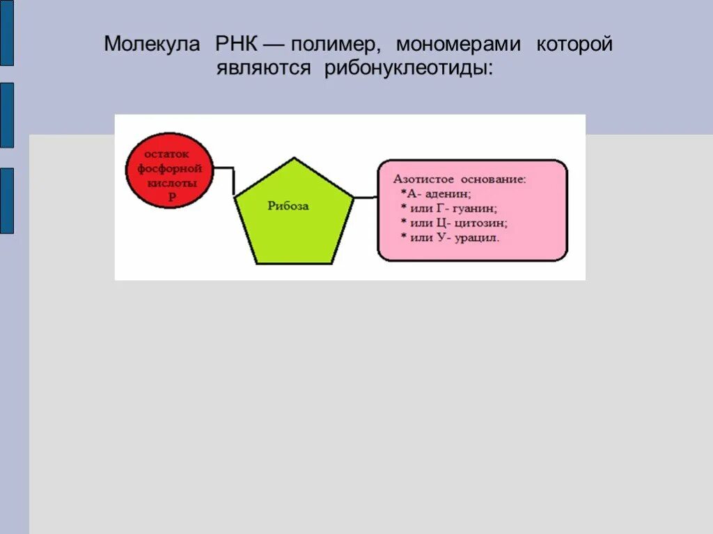 Строение мономера РНК. Схема строения мономера РНК. Структура мономера РНК. РНК полимер мономерами которого являются рибонуклеотиды.