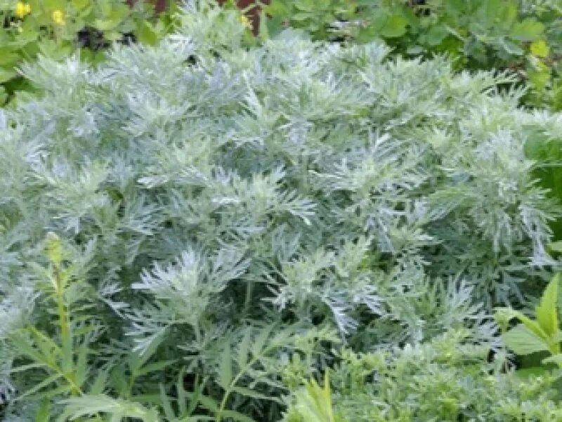 Симптомы при отравлении беленой. Отравления полынью у животных. Отравление беленой симптомы. Жусан полынь. Полынь цитварная.