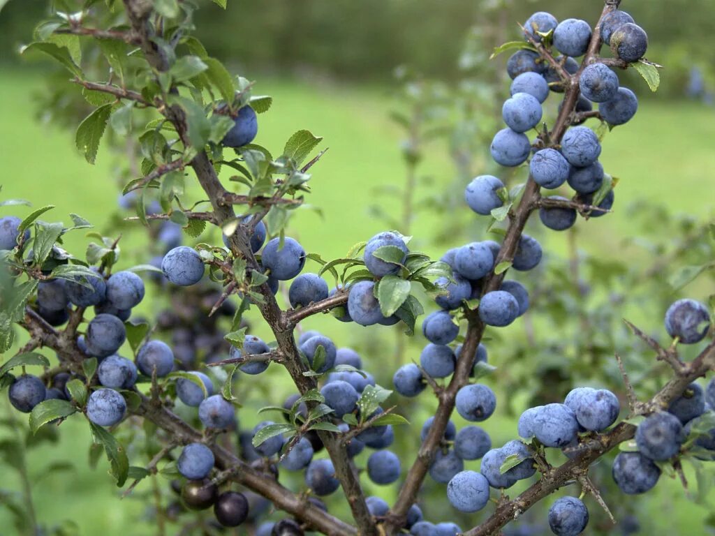 Чем полезен терн. Терн сушеный. Полезные свойства терна. Полезные качества терна ягоды. Полезные свойства терна.