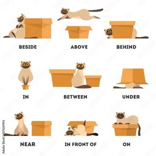 Where is kitten