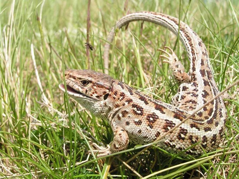 Полю ящерицы. Ящерица прыткая Тритон. Ящерица прыткая (лат. Lacerta Agilis). Ящерица Луговая (Lacerta praticola). Прыткая ящерица Lacerta Agilis.