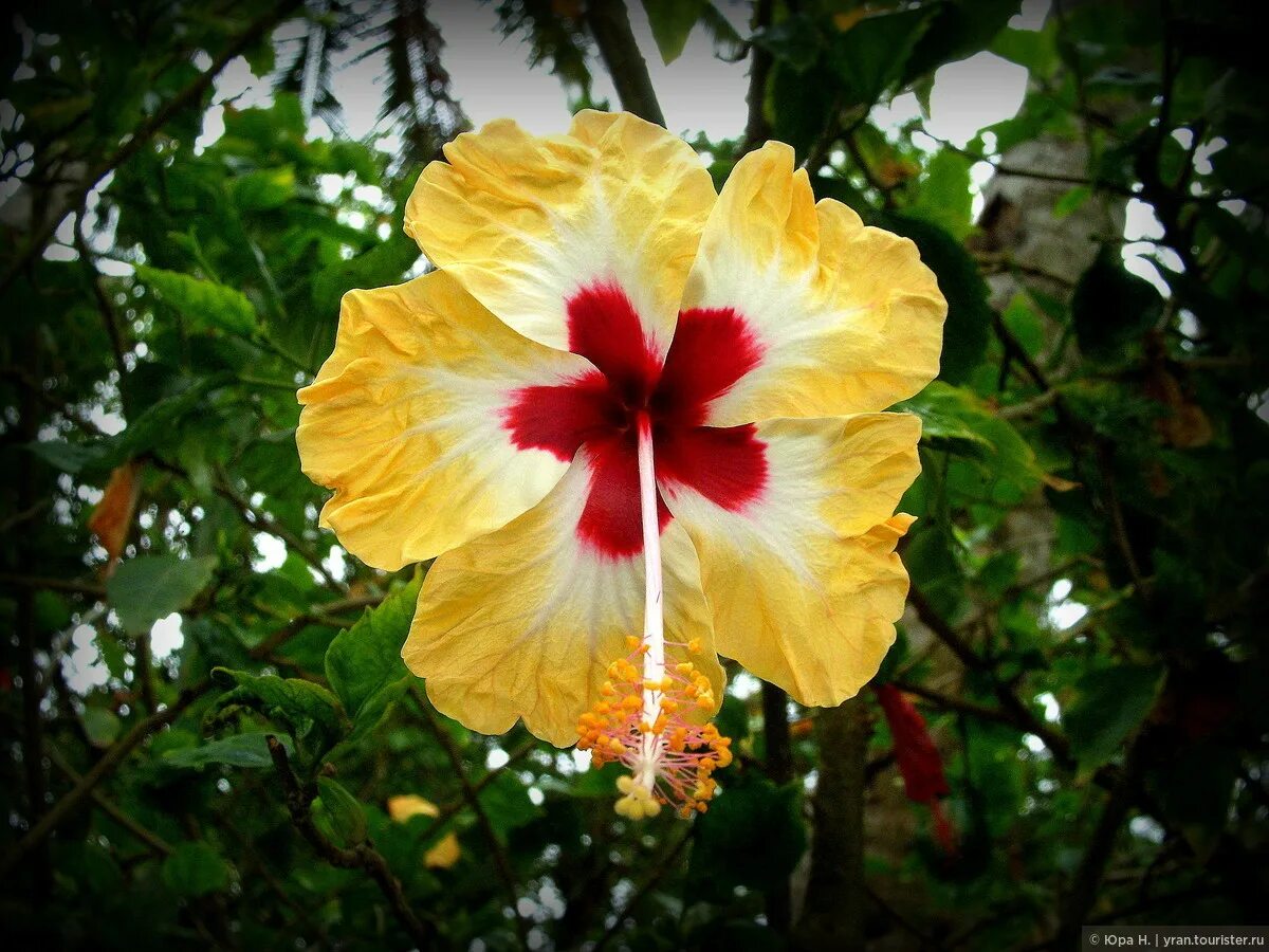Гибискус индии индии. Красивые цветы индии. Название цветов индии. Название цветов индии. Название цветов индии.