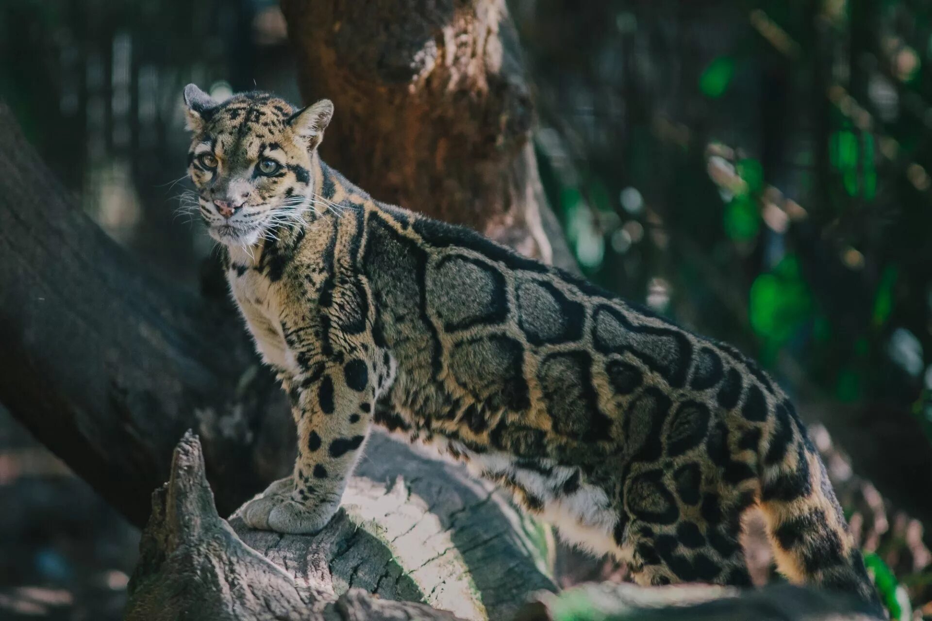 Дикие кошки картинки. Дымчатый леопард Panthera nebulosa. Дымчатый леопард и тигр. Калимантанский дымчатый леопард. Дымчатый леопард меланист.