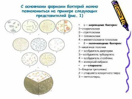 Морфология бактерий и методы ее изучения