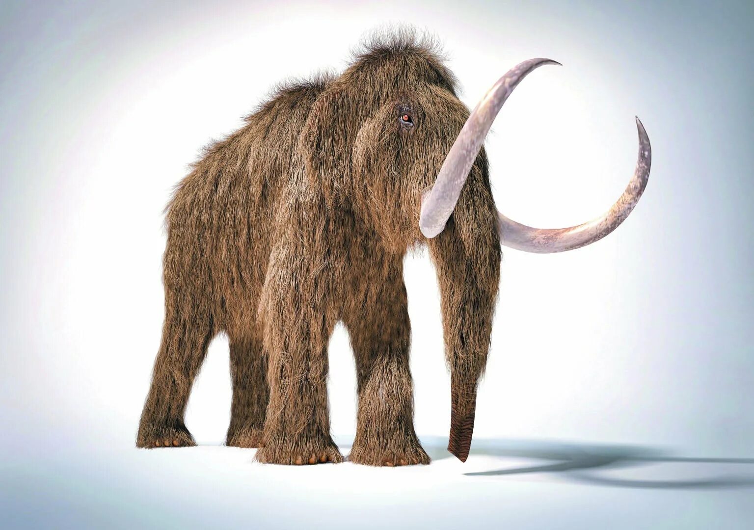 Мамонт блад. Шерстистый мамонт. Шерстистый мамонт (Woolly Mammoth). Мамонт иллюстрация. Самка мамонта.