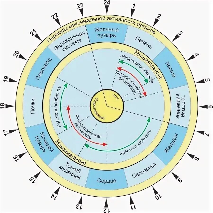 Суточные биоритмы человека по часам схема. Циркадные ритмы человека по часам схема. Годовые циклы активности внутренних органов человека. Биоритмы внутренних органов человека.