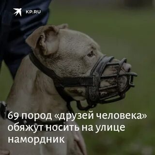 Закон о бойцовских собаках