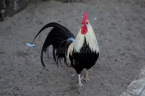 Страны куры