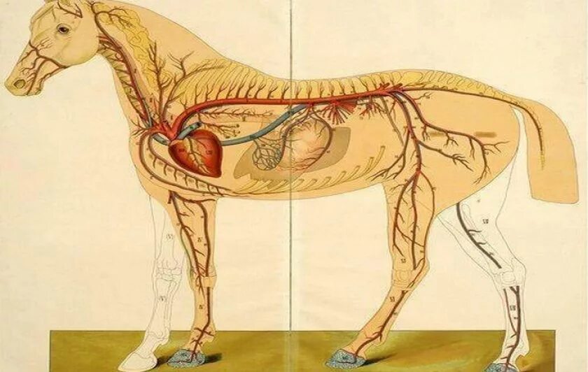Анатомия лошади лимфатическая система. Кровеносная система лошади анатомия. Кровеносная система коровы анатомия. Система кровообращения лошади.