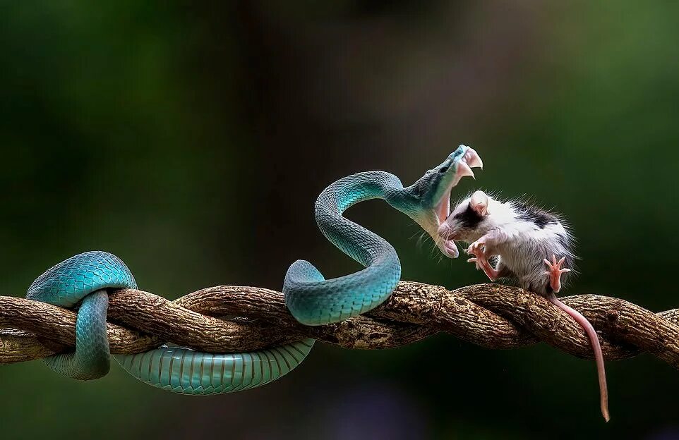 Питание змей мышами. Куфия змея. Голубая куфия. Куфия инсулярис. Самые необычные змеи.