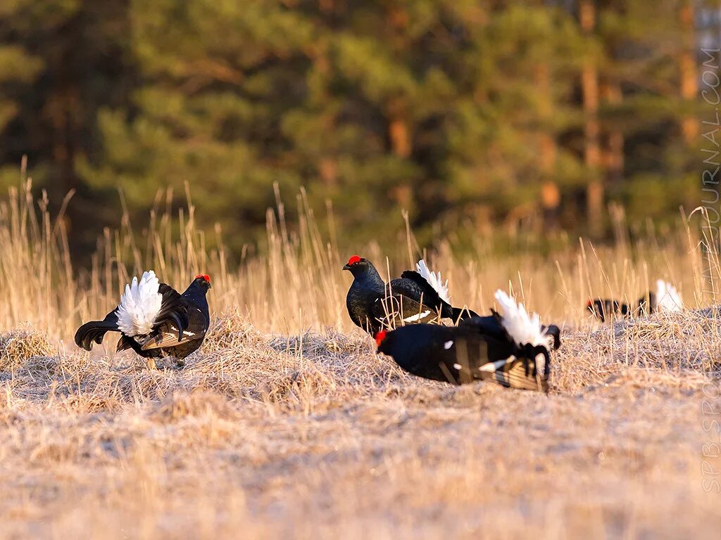Тетеревен тетеревенный ток. Тетерев токует. Тетерев токует. Кавказский заповедник птицы кавказский тетерев. Охота тетерев косач весной.